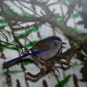Blue-winged Minla at Birdland, 05/03/11