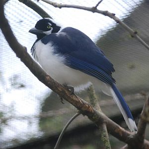White-tailed Jay at Birdland, 05/03/11