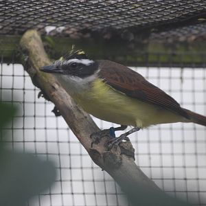 Lesser Kiskadee at Birdland, 05/03/11