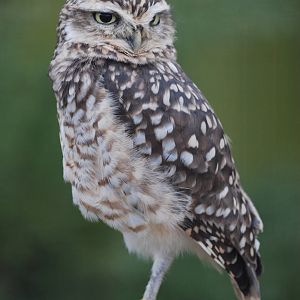 Burrowing Owl at Birdland, 05/03/11