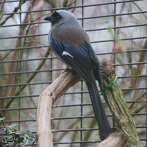 Grey Treepie at Birdland, 05/03/11