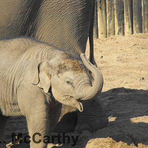 Nayan Enjoying His Sand Bath