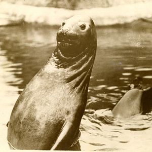 O.P.S the Sealion