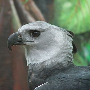 Harpy Eagle