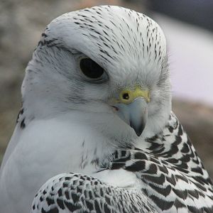 Gyrfalcon