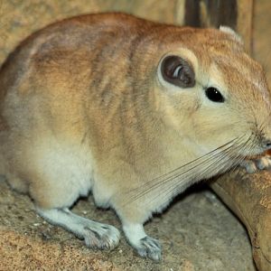North African Gundi