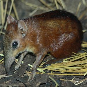 Checkered Elephant Shrew
