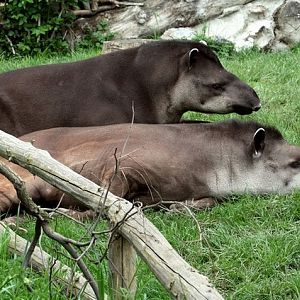 Lowland Tapir at Prague, 25/04/2008