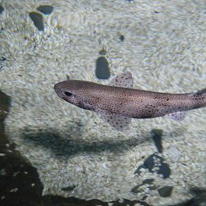 Lesser Spotted Dogfish April 2010