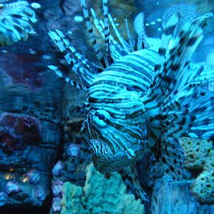 Lionfish (April 2010)