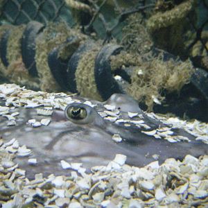 Ungulate Ray (April 2010)