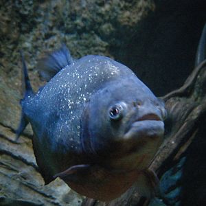 Red Bellied Piranha (April 2010)