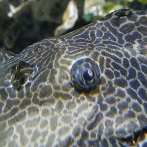 Pleco Eye (April 2010)