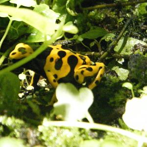 Poison Dart Frog (April 2010)