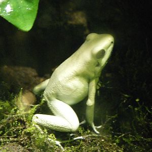 Very White Poison Dart Frog (April 2010)