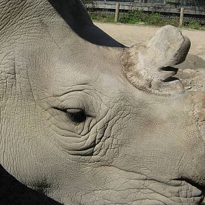 Southern White Rhino