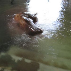 Hippo