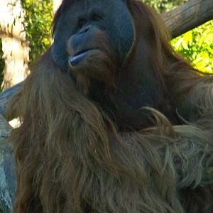 Orangutan
