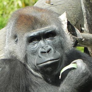 Gorilla
