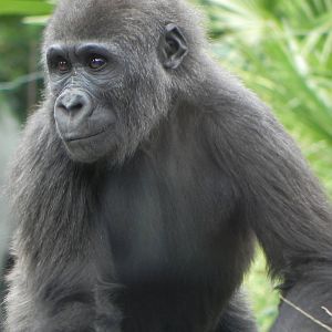 Gorilla