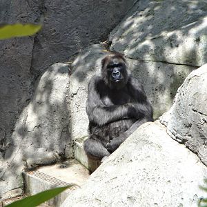 Gorilla