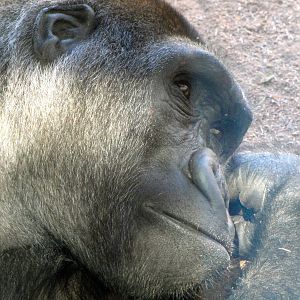 Gorilla