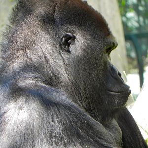 Gorilla