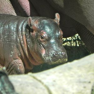 Hippo