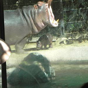 Hippos