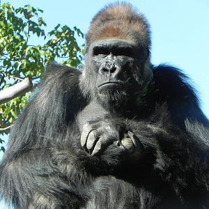 Gorilla
