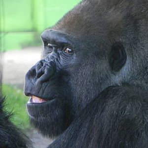 Gorilla