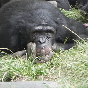 Bonobo