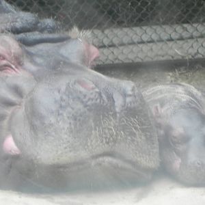 Hippos
