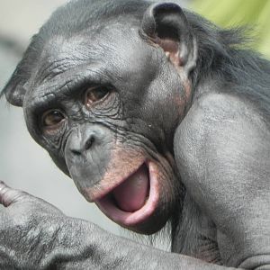 Bonobo