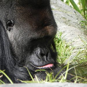 Gorilla