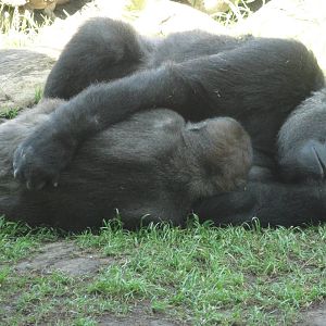 Gorilla
