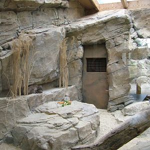 Arabian Rock Hyrax Exhibit at Cotswold WP, 05/03/11