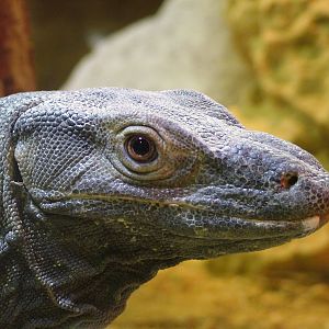 Lace Monitor at Cotswold WP, 05/03/11