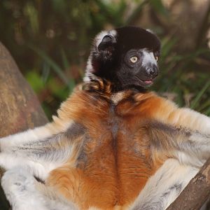 Crowned Sifaka at Cotswold WP, 05/03/11