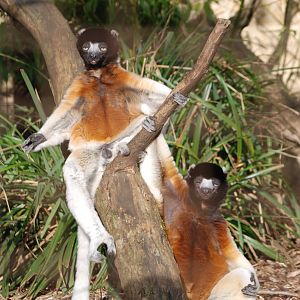 Crowned Sifakas at Cotswold WP, 05/03/11