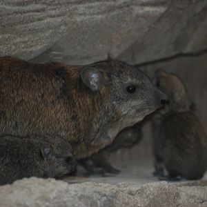 Arabian Rock Hyrax at Cotswold WP, 05/03/11
