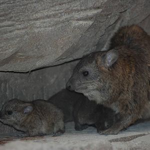 Arabian Rock Hyrax with Young at Cotswold WP, 05/03/11