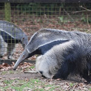 Giant Anteaters at Cotswold WP, 05/03/11