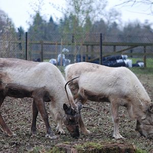 Domestic Reindeer at Cotswold WP, 05/03/11