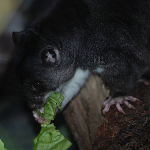 Grey Ground Cuscus at Cotswold WP, 05/03/11