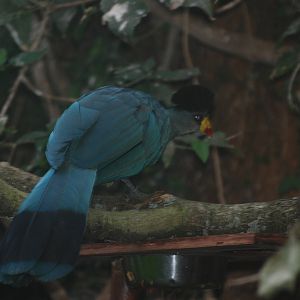 Great Blue Turaco at Cotswold WP, 05/03/11