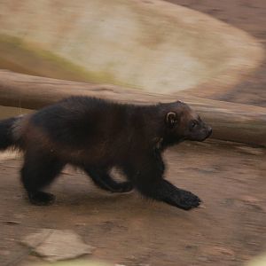 Wolverine at Cotswold WP, 05/03/11