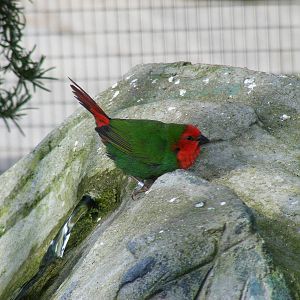 Red-headed parrot finch at Noah's Ark Zoo Farm, 5 March 2011