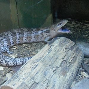 Blue-tongued skink at Noah's Ark Zoo Farm, 5 March 2011