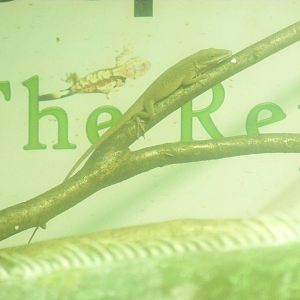 Carolina anole at Noah's Ark Zoo Farm, 5 March 2011